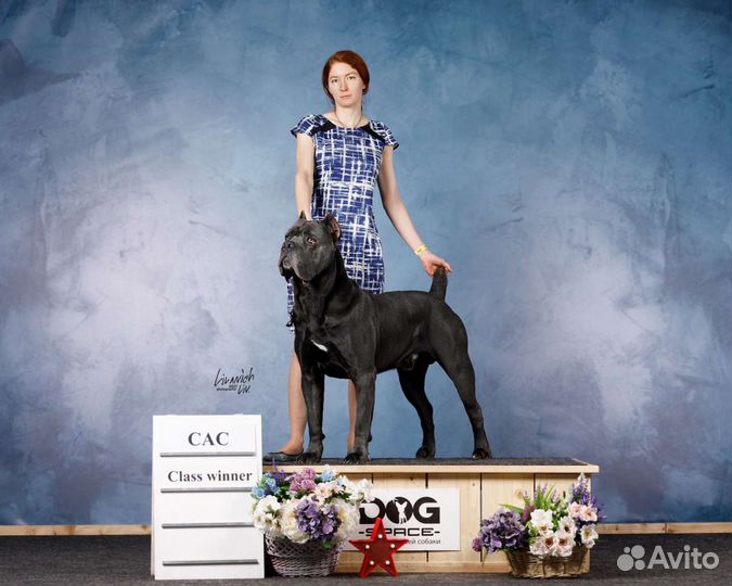 Услуги хендлера, выставки собак