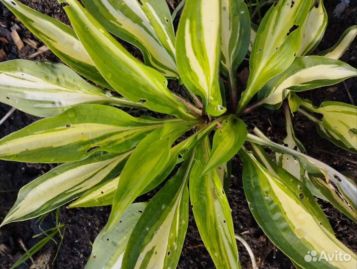 Хоста Керли Фрайз и др