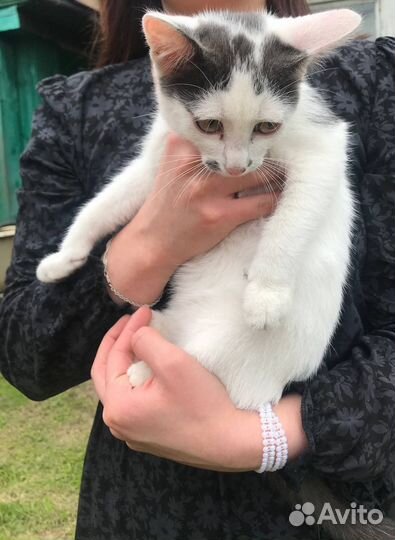 Котята в добрые руки 2 месяца