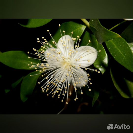 Миртовое дерево