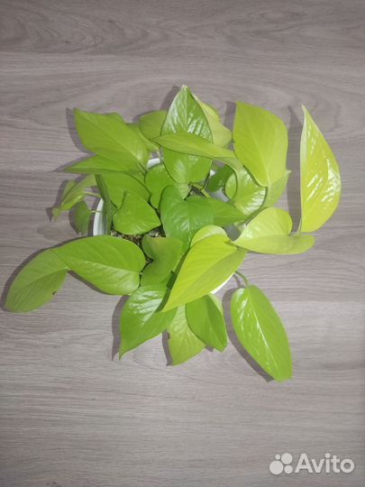 Сциндапсус неон