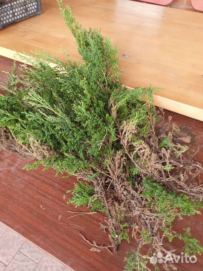 Можжевельник