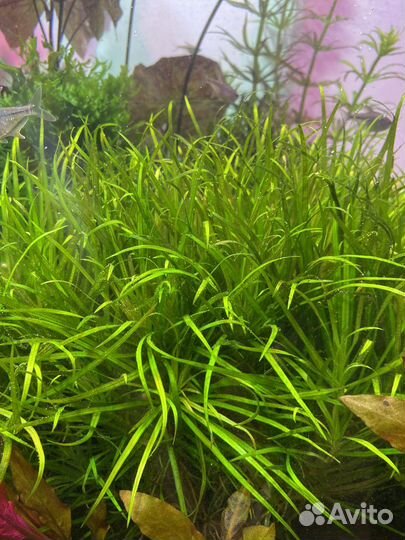 Бликса японская