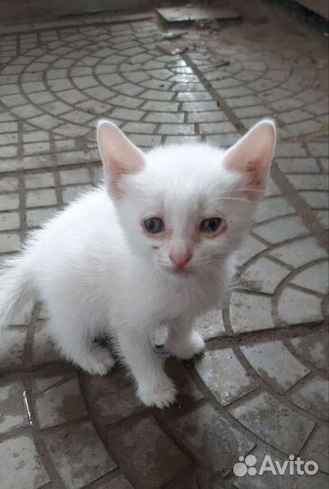 Кошки в добрые руки