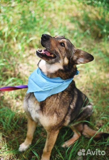 Серж в семью в добрые руки