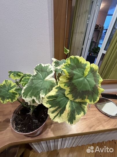 Герань пеларгония