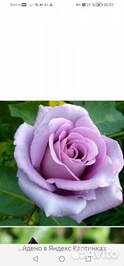 Роза кустовая