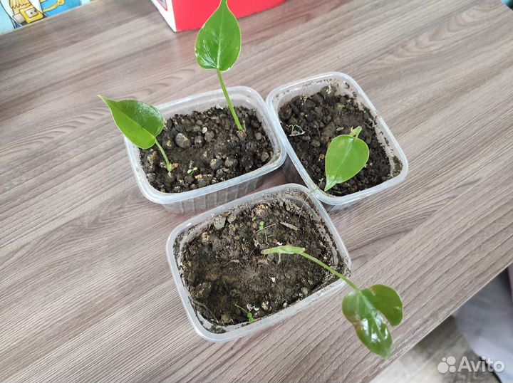 Детки антуриум красный