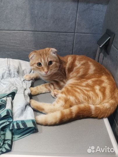 Рыжий котенок вислоухий