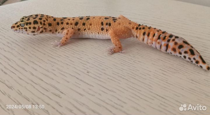 Геккон эублефар