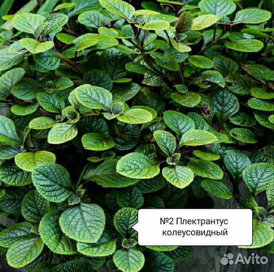 Плектрантус