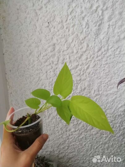 Филодендроны, сциндапсусы, эпипремнумы