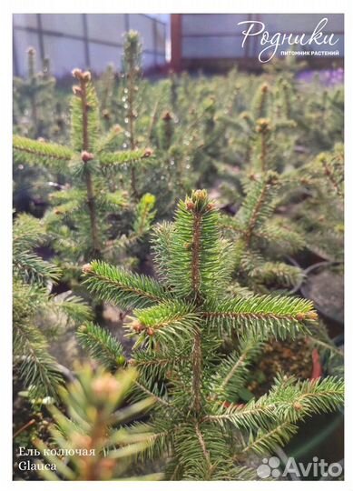 Ель Глаука голубая и зеленая