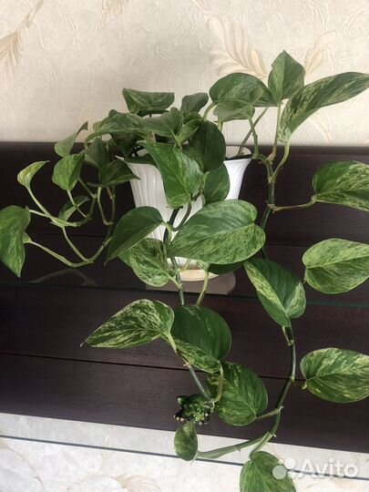 Сциндапсусы