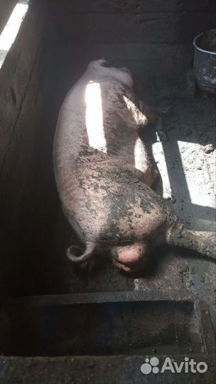 Хряк на племя