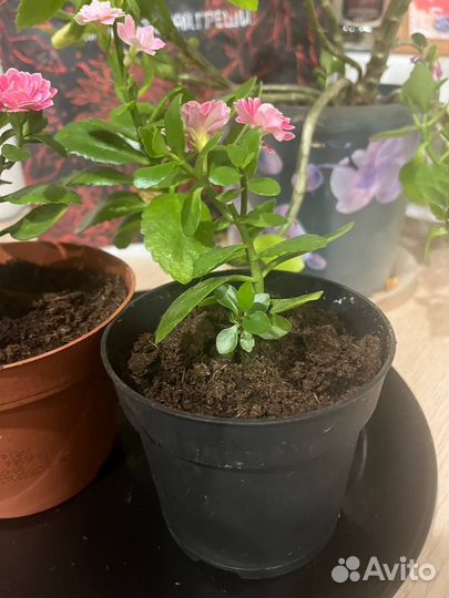 Каланхоэ цветущий