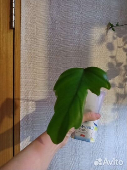 Филодендрон Майо