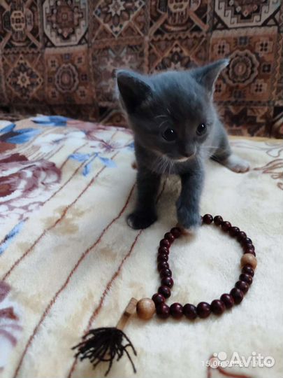 Кошка Матрёна