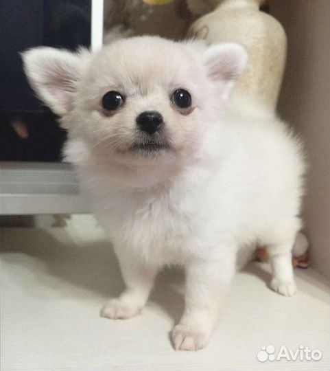 Чихуахуа девочка