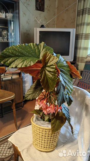 Тростниковая бегония