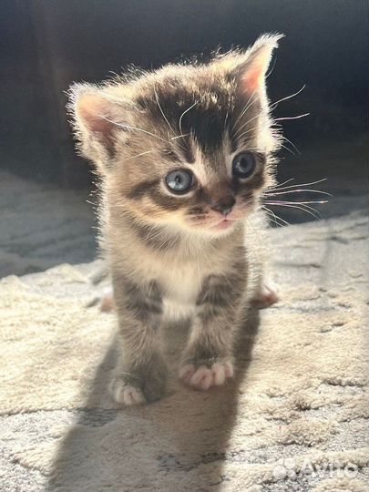 Котята в добрые руки бесплатно