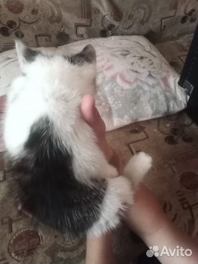 Котенок девочка в дар