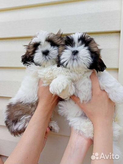 Ши-тцу девочка