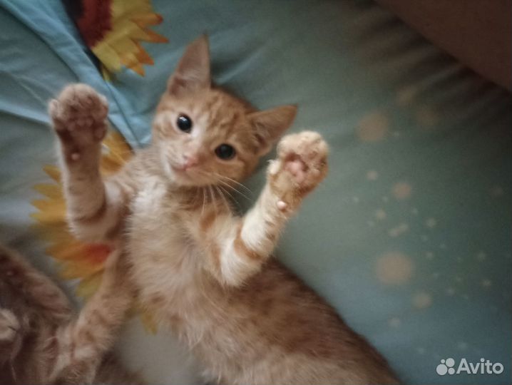 В добрые руки