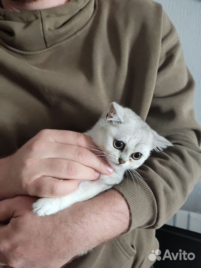 Серебристые шиншиллы