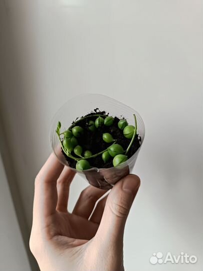 Крестовник Роули и Геррейна