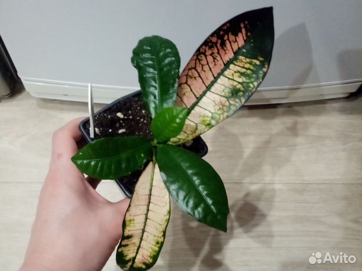 Кротон миссис Айстон