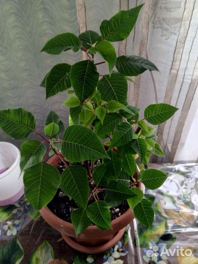 Пуансеттия