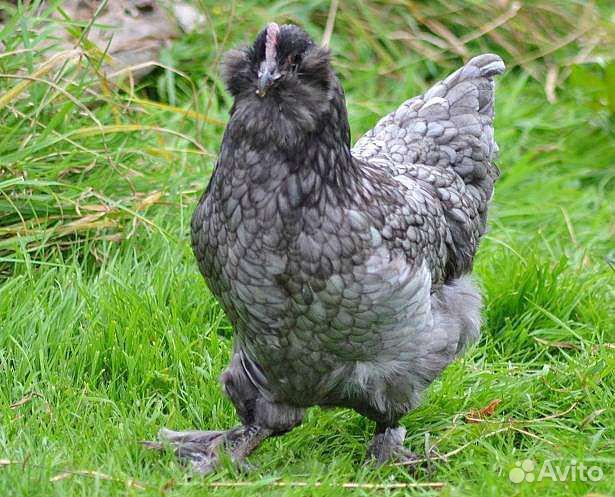 Фавероль голубая черная