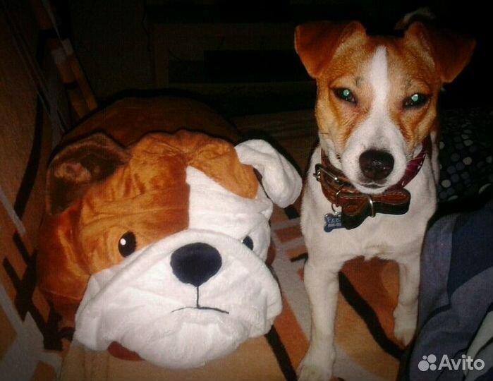 Джек Рассел терьер вязка