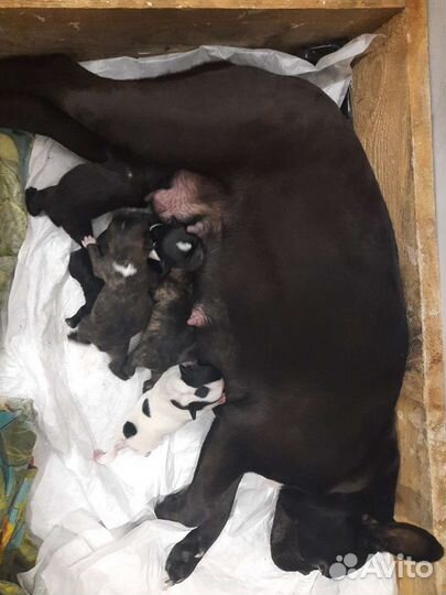 Щенки французского бульдога