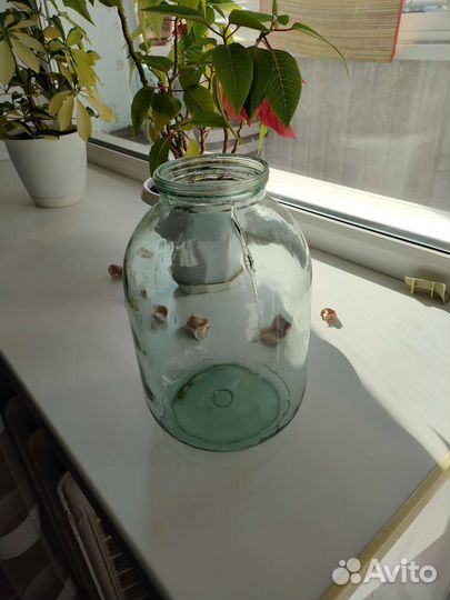 Бонка 3,х литровая