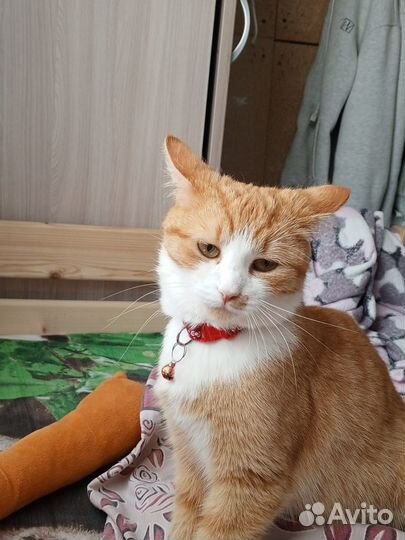 Котенок рыжее счастье