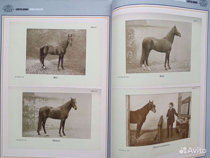 Журналы о лошадях: Nevzorov + Geo