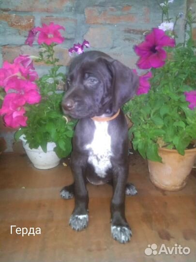 Курцхаар