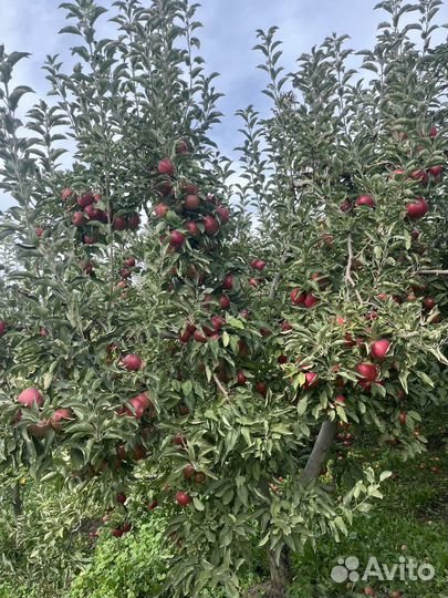 Айдаред и Флорина