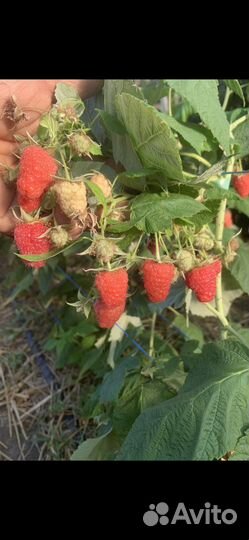 Малина полонез