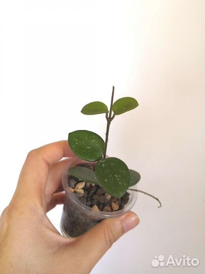 Хойя Эллиптика Керри Вайетти Куртиси