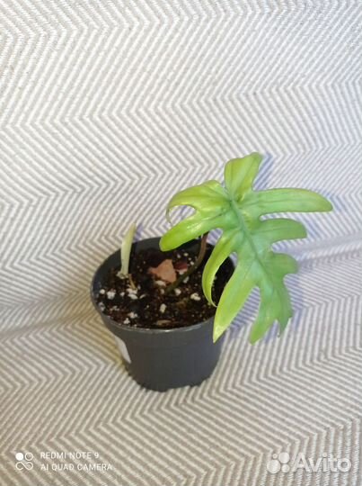 Филодендрон лучистый