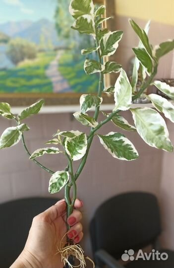 Большое комнатное растение