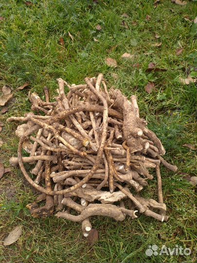 Корень хрена