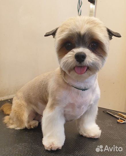 Грумер в салоне стрижка собак