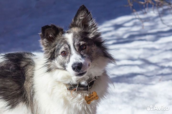 Ластик пес-компаньон ищет семью