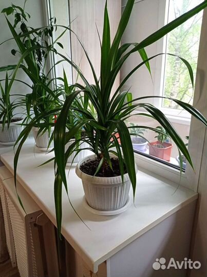 Панданус комнатный цветок