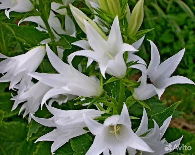 Садовые многолетники