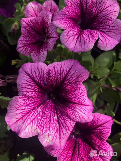 Цветочная рассада (разная)